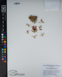 Coryphantha vivipara var. rosea image