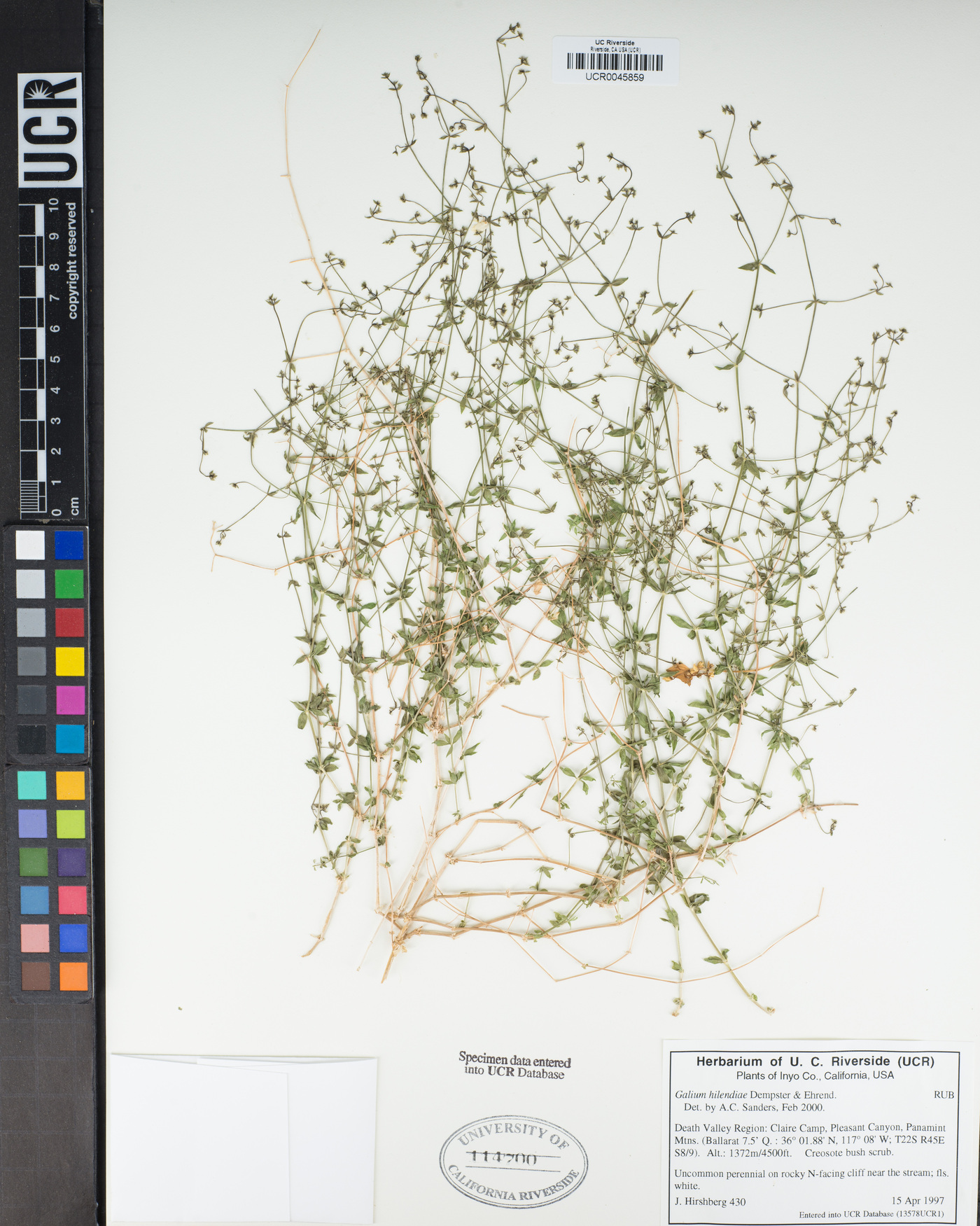 Galium hilendiae subsp. carneum image