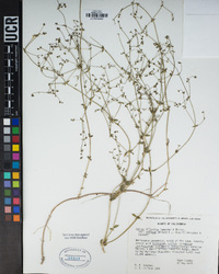 Galium hilendiae subsp. carneum image