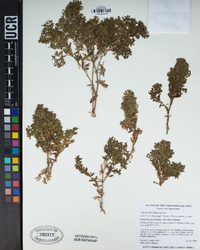 Galium buxifolium image