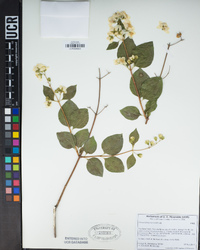 Philadelphus lewisii image