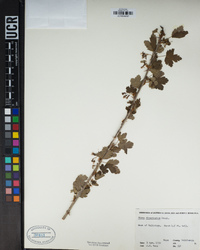 Ribes divaricatum image