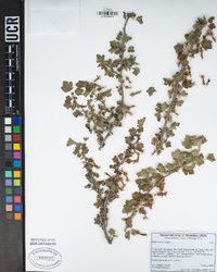Ribes roezlii image