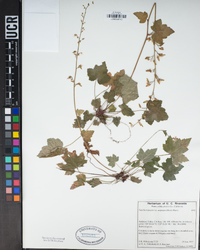 Tiarella trifoliata var. unifoliata image