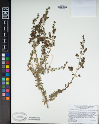 Keckiella antirrhinoides var. microphylla image