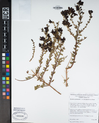 Keckiella antirrhinoides var. microphylla image