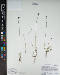 Nuttallanthus canadensis image