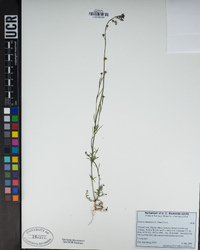 Nuttallanthus canadensis image