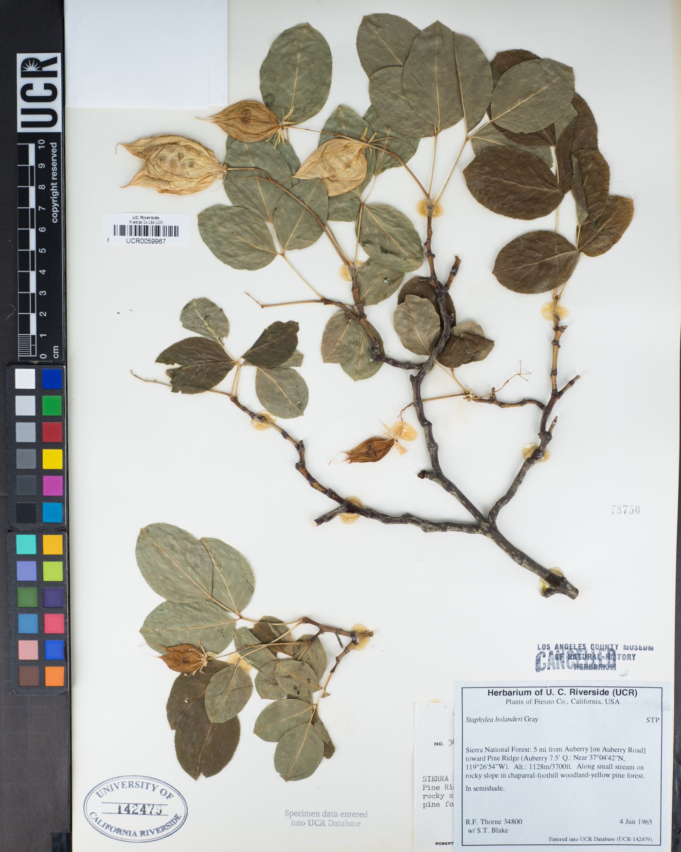 Staphyleaceae image