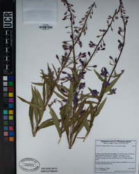 Chamerion angustifolium subsp. circumvagum image