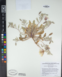 Oenothera californica image