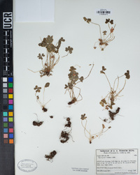 Oxalis articulata image