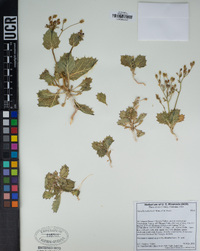 Aliciella latifolia subsp. latifolia image