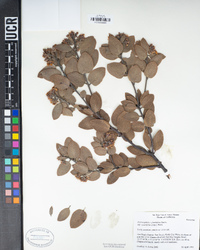 Arctostaphylos glandulosa subsp. crassifolia image