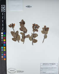 Arctostaphylos morroensis image