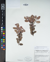 Arctostaphylos morroensis image