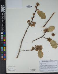 Quercus × morehus image