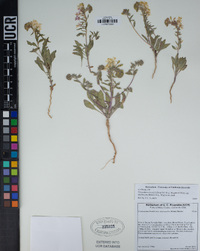 Eremothera boothii subsp. intermedia image