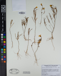 Camissonia campestris subsp. campestris image