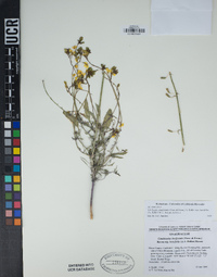 Chylismia claviformis subsp. lancifolia image