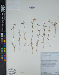 Camissoniopsis pallida image