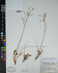Chylismia walkeri subsp. tortilis image