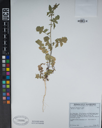 Sisymbrium officinale image