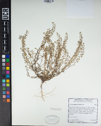 Thysanocarpus curvipes image