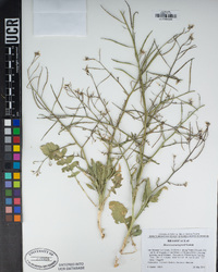 Brassica tournefortii image