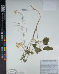 Cardamine californica image