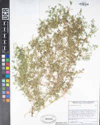 Lepidium didymum image