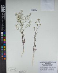 Descurainia pinnata subsp. glabra image