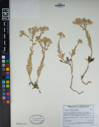 Lepidium appelianum image