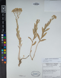 Lepidium appelianum image