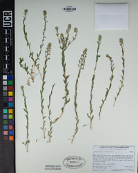 Lepidium heterophyllum image