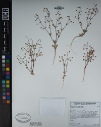 Eriogonum viridescens image