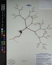 Acanthoscyphus parishii var. goodmaniana image