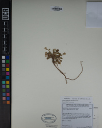 Calyptridium monospermum image