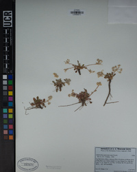 Calyptridium monospermum image