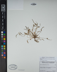 Claytonia parviflora image