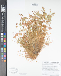 Claytonia parviflora image