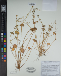 Claytonia perfoliata image