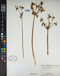 Primula clevelandii image