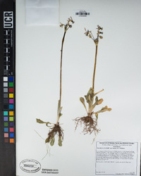 Primula clevelandii image