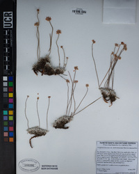 Eriogonum kennedyi var. austromontanum image