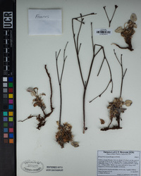 Eriogonum nudum image