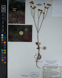 Eriogonum nudum var. pubiflorum image