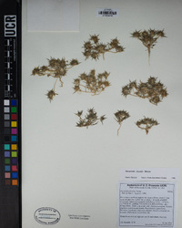 Navarretia fossalis image