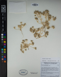 Navarretia fossalis image