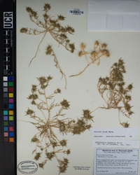 Navarretia fossalis image